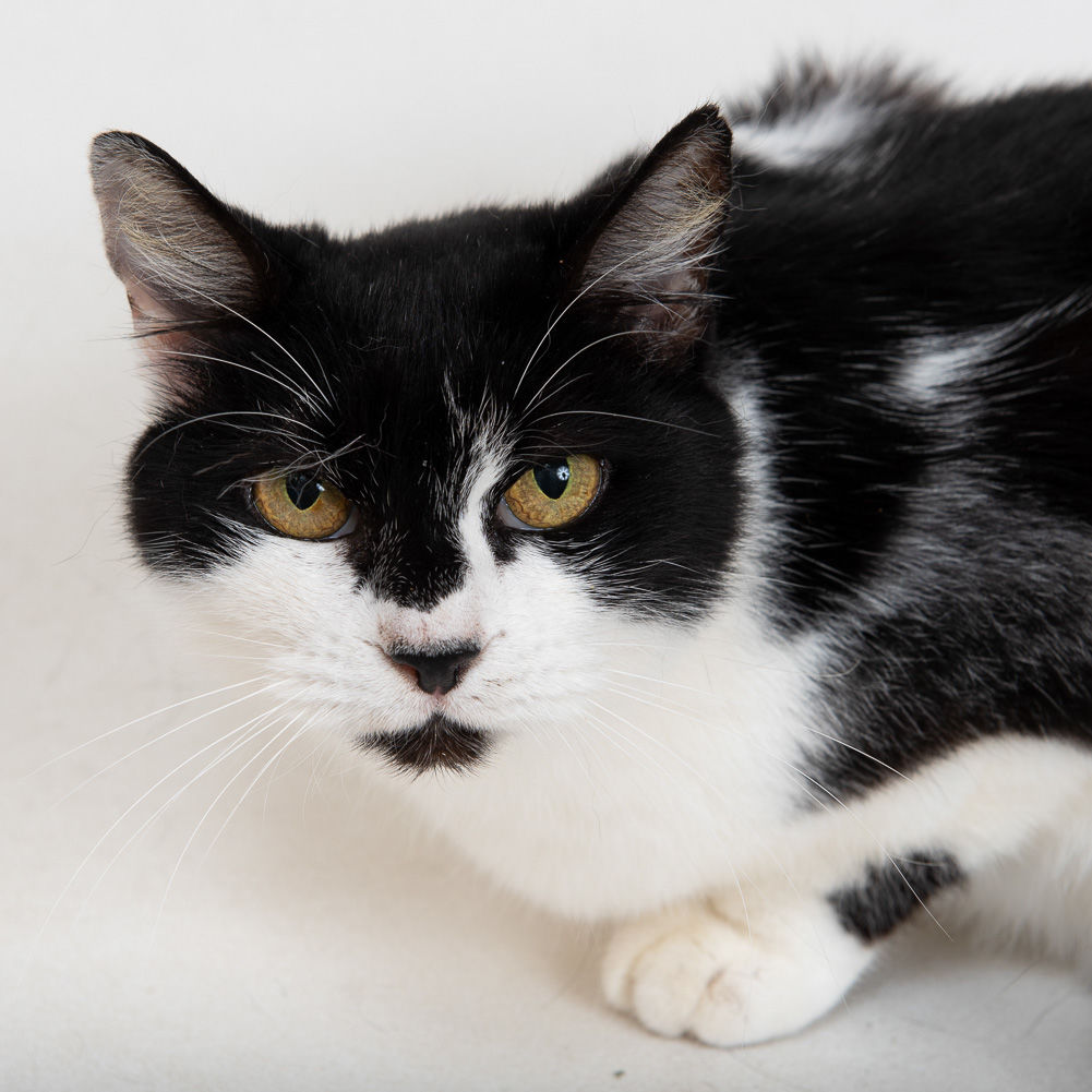 Martin County Pet of the Week - Week of March 8, 2019